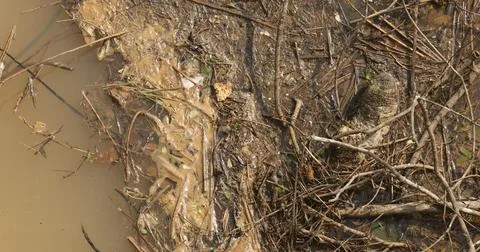 Garbage dump in a Water Stock Photos