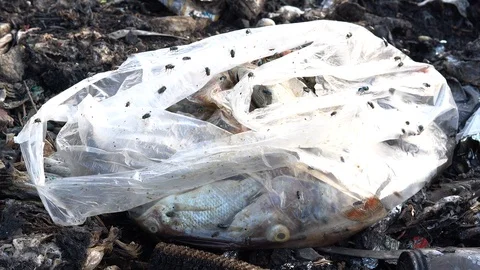Garbage with flies close up Stock Footage 114214179
