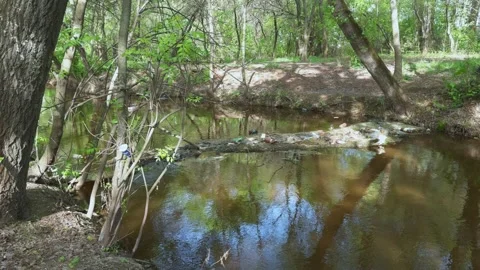 Garbage floating along quiet forest river collects near fallen tree. Water .. Stock-Footage 273607965