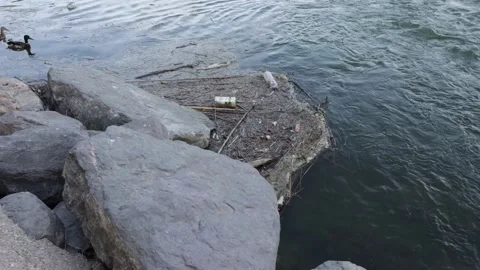 Garbage floating in a river with two ducks swimming beside it Stock Footage 193460451