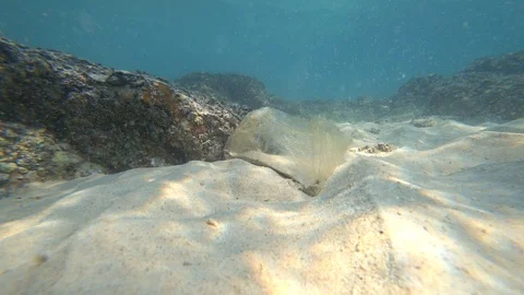 Garbage floats underwater in the sea Stock Footage 87044158
