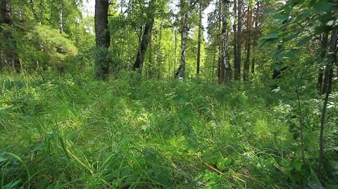 Garbage in the forest. 001 Stock Footage 11502976