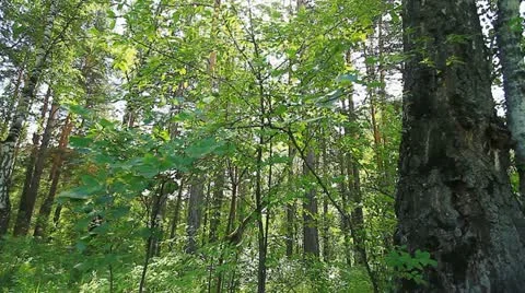 Garbage in the forest. 002 스톡 동영상 11502807