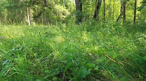 Garbage in the forest. 003 Stock Footage 11503233