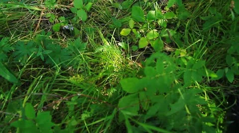 Garbage in the forest. 004 Stock Footage 11502456