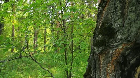 Garbage in the forest. 005 Video stock 11502804