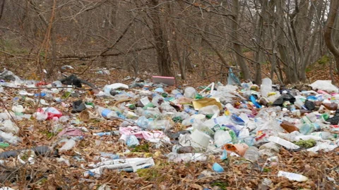 Garbage is in the forest on the fallen leaves. Environmental contamination. Stock Footage 166499487