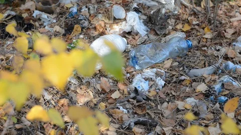 Garbage in forest. Stock Footage 118210924