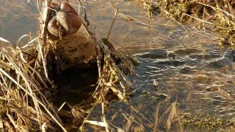 Garbage in a forest stream Stock Footage 170256735