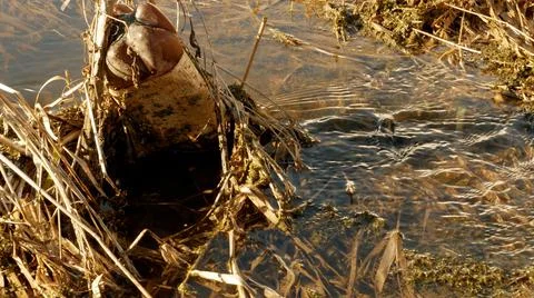 Garbage in a forest stream Stock-Fotos