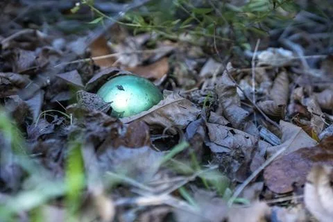 Garbage found in a thickly forested area in the Austin, Texas Hill Country. Stock Photos