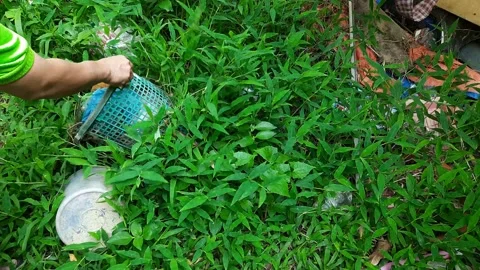 Garbage on the grass Video stock 270248740