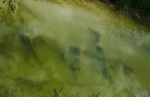 Garbage on green water surface pollution in public canal and waste water from Stock Photos