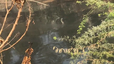 Garbage with the help of the machine Stock-Footage 95453150