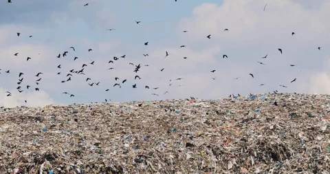 Garbage hills in dump in third world non recycling county with birds fly over. Stock Footage 113072709
