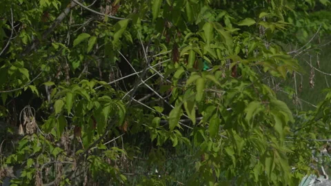 Garbage in an illegal dump Stock Footage 130864113