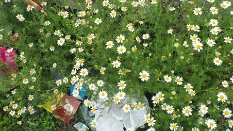 Garbage inside green and flowers Vídeo Stock 247168772