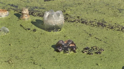 Garbage in the lake Stock Footage 41454334