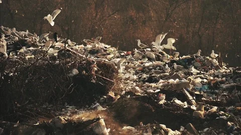 Garbage mountain of unsorted waste. Hungry birds seek food among the waste. Stock Footage 122651906