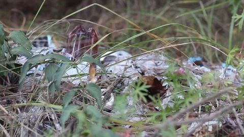 Garbage in Nature Stock Footage 71270864