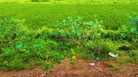 Garbage Near the Paddy Field Stock Footage 262177597