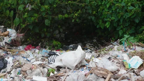 Garbage Overflowing onto plants, Bali Stock Footage 147280653