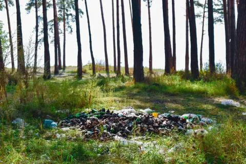 Garbage pile in pine forest in summer Stock Photos