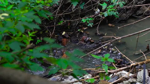 Garbage pile in a polluted forest Stock Footage 146804441
