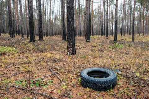 Garbage in a pine forest in the form of a tire from a car Stock Photos