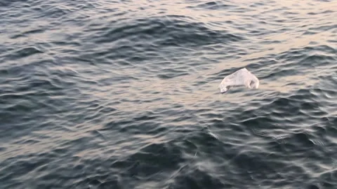Garbage plastic bag floating in the sea, sea pollution Stock Footage 134696571