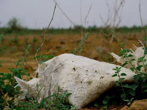 Garbage plastic bag presented around forest field on sky background. Stock Photos
