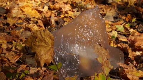 Garbage, plastic bags and bottles lie on the grass, pollution of nature Stock Footage 141464321