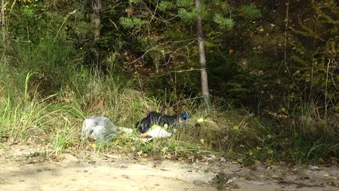 Garbage, plastic in nature, garbage and nature, nature pollution Stock Footage 145204636