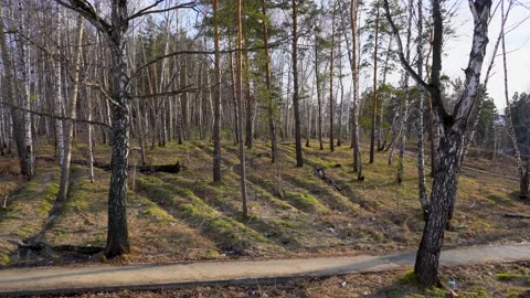 Garbage-polluted birch forest Video stock 157656589