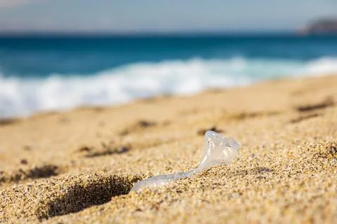 Garbage pollution of the planet. Empty plastic bottle on the beach sand Stock Photos