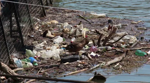 Garbage on the river Stock Footage 30967508