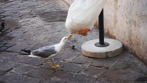Garbage in Rome. The seagull breaks the garbage bag. Rubbish on the street. Video stock 99402223