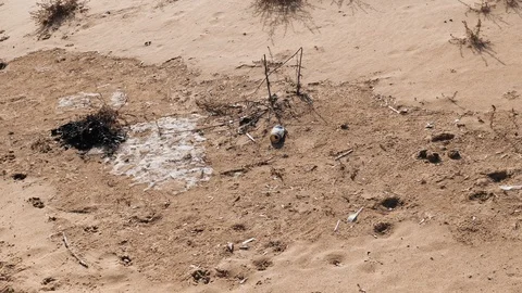 Garbage on sand beach after picnic, black coal, aluminum can Stock Footage 127387205