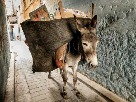 Garbage Service With A Donkey Stock Photos