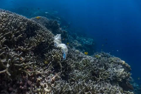 A garbage sitting in the corals Stock Photos