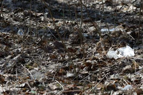 Garbage in the spring forest. The problem of ecology and pollution of nature Stock Photos