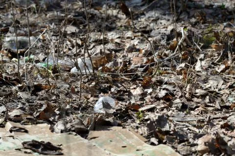 Garbage in the spring forest. The problem of ecology and pollution of nature Stock Photos