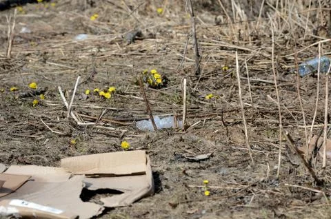 Garbage in the spring forest. The problem of ecology and pollution of nature Stock Photos