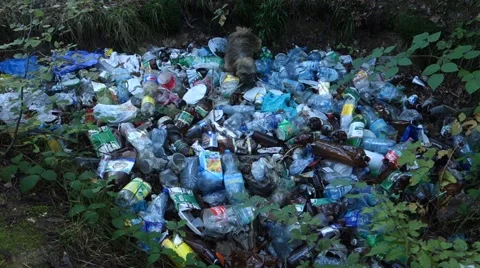 Garbage thrown in the woods. Garbage dump. Stock Footage 68526244