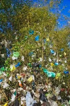 Garbage on tree Stock Photos
