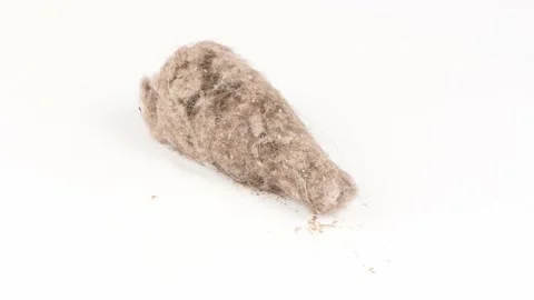 Garbage from the vacuum cleaner. Loop motion. Side view. Stock Footage 161083316