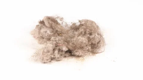 Garbage from the vacuum cleaner. Loop motion. Side view. Stock Footage 161083468