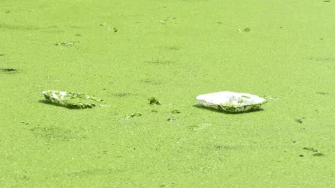 Garbage in the water is not collected by anyone. Stock Footage 190842817