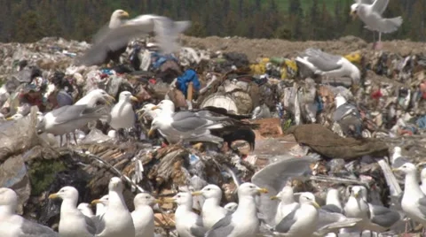 Garbage on the Wing 1 Stock Footage 7749111