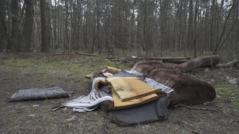 Garbage in the woods. Old couch. Forest pollution. Video stock 234621588
